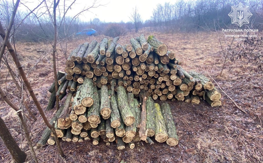 Вирубували дерева без дозвільних документів: у Верхньодніпровську виявили порушників